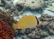 Citron Butterflyfish (Amami Oshima)