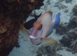 Whitespine Surgeonfish (Amami Oshima)