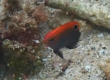 King Damselfish (Amami Oshima)