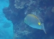 Golden Rabbitfish (Amami Oshima)