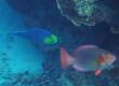 Yellowhead Parrotfish (Amami Oshima)