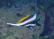 Singular Bannerfish シマハタタテダイ