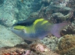 Darkcapped Parrotfish (Amami Oshima)