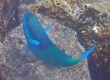 Darkcapped Parrotfish (Amami Oshima)