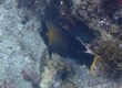 Chocolate Surgeonfish (Amami Oshima)