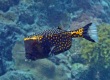 White-spotted Boxfish クロハコフグ