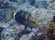 Ringtail Wrasse (Amami Oshima)