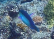 Chameleon Parrotfish (Amami Oshima)