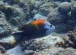 Slingjaw Wrasse (Amami Oshima)