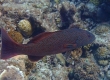 Coral Trout (Amami Oshima)