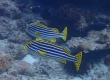 Oriental Sweetlips (Amami Oshima)