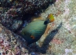 Orange-lined Triggerfish (Amami Oshima)