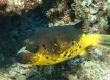 Blackspotted Puffer (Amami Oshima)