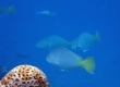 Yellow-tail Parrotfish (Amami Oshima)