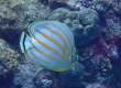 Ornate Butterflyfish (Amami Oshima)