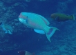 Steephead Parrotfish (Amami Oshima)