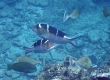 Bigeye Emperor (Amami Oshima)