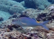 Blue Goatfish (Amami Oshima)