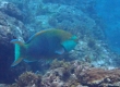 Singapore Parrotfish (Amami Oshima)