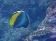 Singular Bannerfish シマハタタテダイ