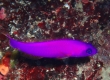 Magenta Dottyback (Amami Oshima)