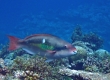 Forsten's Parrotfish (Amami Oshima)