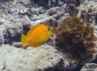 Orangeband Surgeonfish (Amami Oshima)