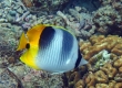 Pacific Double-saddle Butterflyfish