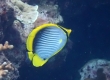 Black-backed Butterflyfish (Amami Oshima)