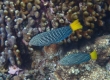 Spotted Wrasse (Amami Oshima)