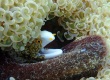 Snowflake Moray クモウツボ