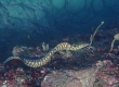 Kidako Moray (Enoshima)