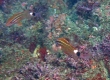 Blackspot Goatfish (Kakeromajima)