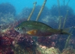 Surfperch (Enoshima)