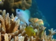 Blue Green Damselfish (Kakeromajima)