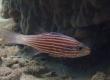 Truncate Cardinalfish (Kakeromajima)