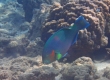 Surf Parrotfish (Kakeromajima)