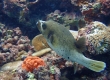 Blackspotted Puffer (Miyakojima)