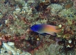 King Damselfish (Kakeromajima)