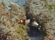 Checkerboard Wrasse (Kakeromajima)