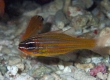 Southern Orange-lined Cardinalfish (Miyakojima)