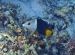 Blackeye Thicklip (Miyakojima)