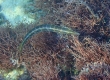 Cigar Wrasse (Miyakojima)