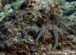 Blenny (Miyakojima)