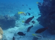 Double-barred Rabbitfish (Miyakojima)