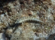 Sharpnose Sandperch (Miyakojima)