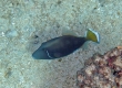 Halfmoon Trigger (Miyakojima)