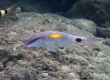 Indian Goatfish (Amami Oshima)