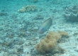 Female Parrotfish (Miykojima)