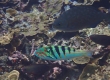 Sixbar Wrasse (Miyakojima)